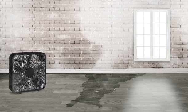 Best Carpet water damage restoration  in Rose Lodge, OR